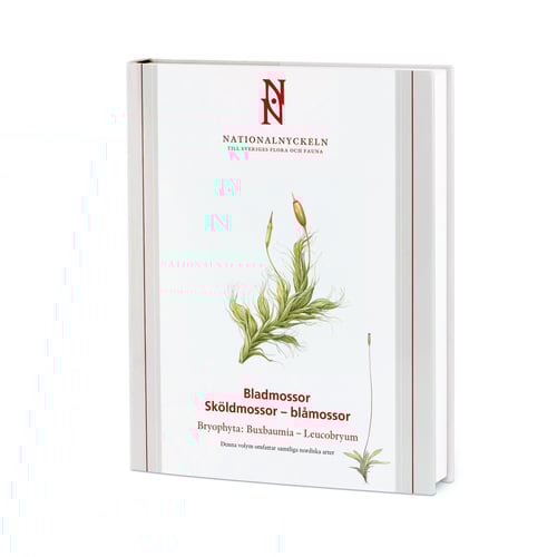 Bladmossor: Sköldmossor - blåmossor: Bryophyta: Buxbaumia - Leucobryum klot